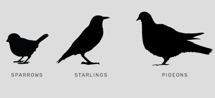 BirdBrush-Specs_2