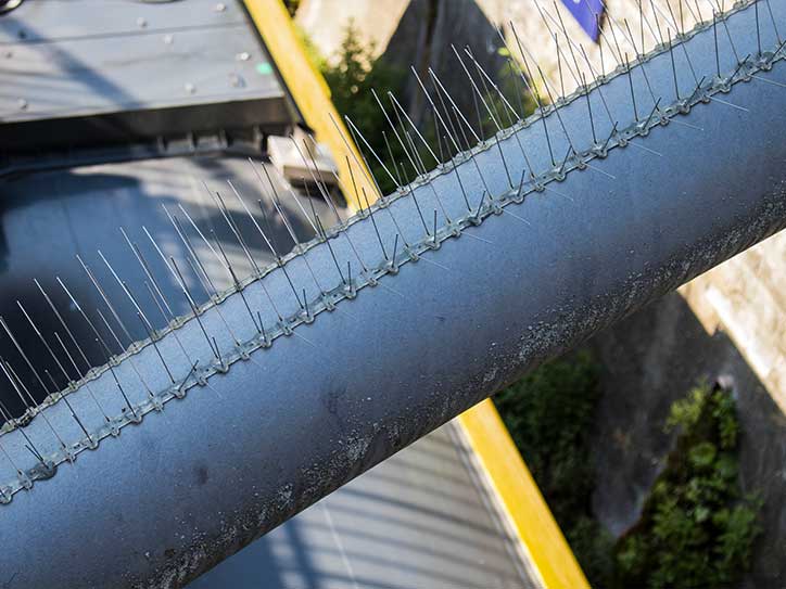 Bird spikes 4